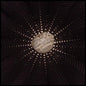 Nat Baldwin- In the Hollows