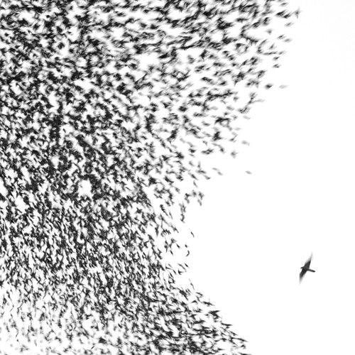 Wilco- Sky Blue Sky